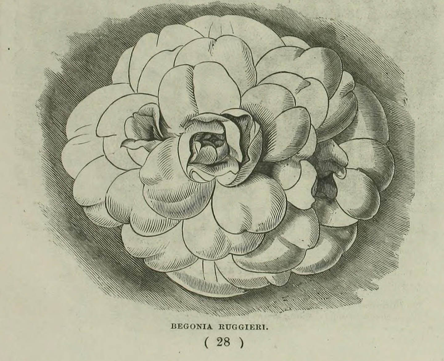 B. ‘Ruggerieri’